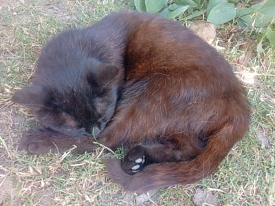 A black cat is curled up asleep on the grass in Mykhnivtsi, Ukraine. The cat's fur is dark brown with some lighter brown undertones, and its eyes are closed. The cat's tail is wrapped around its body, and its paws are tucked underneath its head. The grass is green and appears to be slightly dry in some areas. There are a few leaves and some dirt scattered around the cat. In the background, there are some green plants. The lighting suggests it is daytime, and the scene is peaceful.