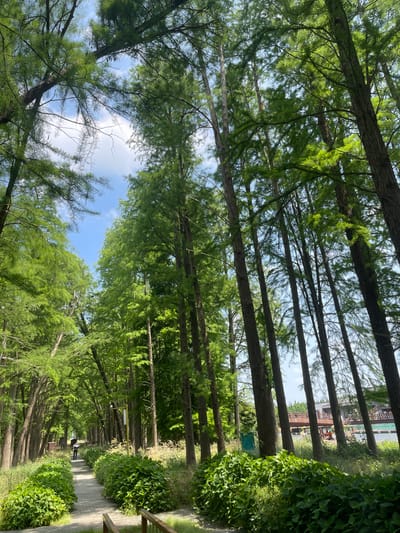 The image depicts a forest in Xinghua, China. Tall, slender trees with green foliage line a path. The viewpoint is looking upwards through the trees towards a blue sky with scattered clouds. The path, bordered by green bushes, extends into the distance where a person can be seen. In the distance, buildings can be seen through the trees.