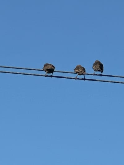 Three small, dark-feathered birds are perched on two parallel power lines against a clear blue sky. The birds are facing away from the viewer, with their backs and tails visible. The power lines stretch horizontally across the frame. The scene appears to be outdoors in a location that has overhead electrical infrastructure. There are no visible buildings, people, or other objects in the frame. The image's metadata indicates it was taken in Zvenyhorodka, Ukraine.