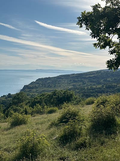 A landscape scene shows a body of water, likely a lake or sea, adjacent to a sloping landmass covered in dense greenery. The sky is blue with prominent contrails. In the foreground, tree foliage partially obscures the view from the upper-left corner.
Location information is not detectable.