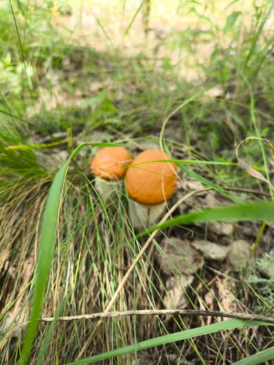 Two small, orange-capped mushrooms are nestled among dry grass and sparse green blades. The mushrooms are positioned close together, with one slightly in front of the other. The background is blurred and shows the dappled sunlight filtering through foliage, suggesting an outdoor, natural environment. The overall impression is one of a close-up view of mushrooms in a grassy or woodland setting. The location in Январцев ауылдық округі, Kazakhstan, indicates a rural or natural area within the country.