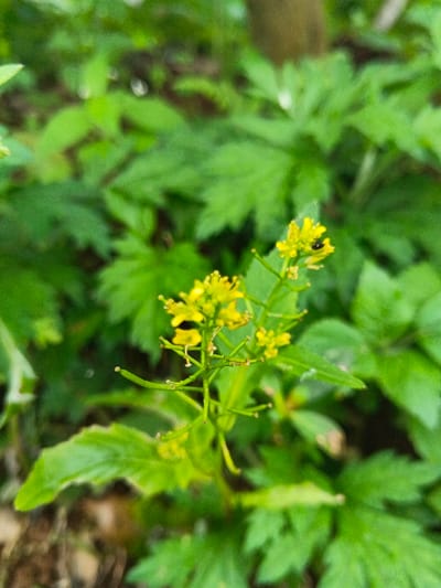 The scene captures a close-up view of a plant featuring multiple small, bright yellow flowers, located in Makilala, Philippines. A solitary black insect is positioned on one of the uppermost yellow blossoms. The plant's stem and buds are green. The background consists of dense, blurred green foliage, predominantly broad leaves with visible veining and lobed or serrated edges, indicating an outdoor natural environment. No human subjects or artificial structures are visible. The lighting is uniform, suggesting daylight conditions.