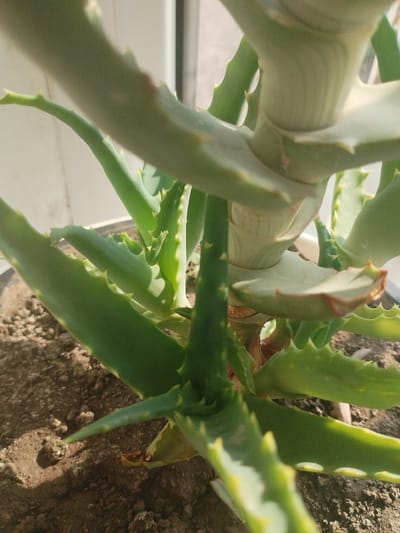 This is a close-up, low-angle, eye-level, indoor photograph of a potted aloe vera plant, taken in Mady, Kyrgyzstan. The plant is the sole subject, filling the frame. The aloe vera has thick, green, fleshy leaves with serrated edges and sharp, pointed tips. The leaves are arranged in a rosette pattern, with some leaves overlapping and extending out of the frame. The plant is growing in a dark, coarse-textured soil. The background is out of focus and appears to be a bright, possibly white or light-colored wall or window frame. Sunlight is casting shadows on the soil and highlighting the edges of the leaves, creating a bright and airy atmosphere. The focus is on the texture and details of the aloe vera leaves and stem.