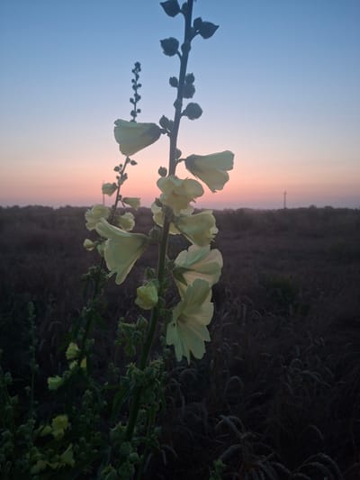 A close-up, low-angle shot captures a stalk of pale yellow hollyhock flowers against a dusky twilight sky. The sky transitions from a deep blue at the top to a soft pink and orange gradient near the horizon, indicating sunset or sunrise. The flower stalk, silhouetted by the fading light, has several open blooms and numerous closed buds. In the blurred background, a field of dark, dry vegetation stretches to the horizon, where a tall, slender structure resembling a tower or antenna is faintly visible. The overall impression is one of natural beauty at dusk in a rural or semi-rural setting. The scene is devoid of human presence or activity.