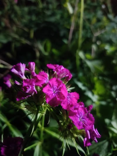 In this close-up, low-light shot, a cluster of vibrant magenta flowers, likely dianthus or sweet williams, takes center stage. The petals are delicate and fringed, with a lighter purple hue in their centers, revealing intricate veining. Several flowers are in full bloom, while others appear as buds or are partially opened, showcasing their layered structure. The flowers are supported by thin, green stems and surrounded by lush, dark green foliage, creating a rich, natural backdrop. The overall lighting suggests it is nighttime or dusk, with artificial light perhaps illuminating the flowers from above. The scene is outdoors, with the bokeh effect blurring the background into soft green and dark shapes, hinting at a garden or a natural setting in the village of Barkhatovo, Russia. There is no visible text in the image.