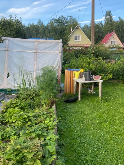 The image shows a backyard scene in Leipyasuo, Russia. In the foreground, a raised garden bed is filled with lush green plants, including lettuce and what appear to be strawberry plants. Tall green stalks with developing flower buds, likely onions or leeks, are also visible. To the right of the garden bed is a clear plastic greenhouse structure.
Further into the yard, a small, weathered table stands on a grassy lawn dotted with white clover flowers. On the table are gardening tools: a yellow watering can, a dark gray watering can, and a slice of watermelon. Behind the table, a wooden bin with a blue lid is partially visible. In the background, two houses with distinctive triangular roofs are situated among dense green trees. The sky is partly cloudy. The overall scene depicts a suburban or rural residential setting with evidence of gardening and outdoor leisure.