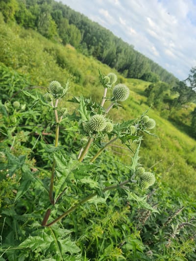 The image depicts a close-up of a prickly plant with spherical, green seed heads, likely Echinops, growing in an outdoor, natural environment. The plant's spiky leaves and stems are in sharp focus in the foreground. Behind the plant, a sloping hillside covered in dense green vegetation and trees is visible. The sky above is partially cloudy, with streaks of white clouds against a light blue background. The scene is set in a rural or wild area, suggesting a location outside of a dense urban setting. Based on the context, this scene is located in the vicinity of Малая Белоносова, Russia, characterized by its natural, hilly landscape. No people or animals are present in the image, and no specific actions are being performed.