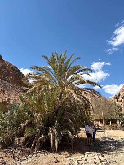 This image, taken in Dahab, Egypt, captures a scenic landscape. A large, bushy palm tree dominates the foreground, with green and brown fronds. Behind the tree, a steep, rocky canyon rises on the left, partially obscuring a bright blue sky with scattered white clouds. To the right of the palm, a sandy path leads to a shaded area with a simple structure, where three individuals are standing and interacting. The overall atmosphere is sunny and arid.
