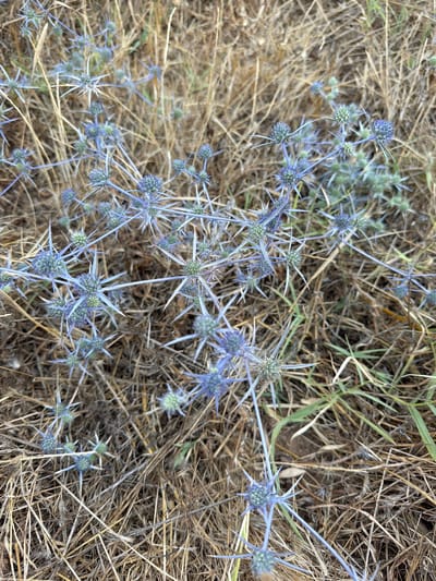 The image is a top-down, close-up view of a cluster of blue thistles with spiky, star-shaped seed heads. The thistles are interspersed with dry, straw-colored grass and some green blades of grass. The overall impression is of a dry, natural landscape. The lighting suggests it is daytime, with no harsh shadows indicating it might be overcast or the sun is not directly overhead. There are no people or animals visible. The scene appears to be a natural, outdoor setting in a dry, possibly arid environment. The image focuses on the intricate details of the thistles' structure and their contrast with the surrounding dried vegetation. There is no visible text in the image. The location context provided is Chambatha, Greece, which is consistent with the dry, Mediterranean-like vegetation.