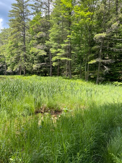 A high-angle, medium shot captures a lush, green marshy area bordered by a dense forest. The foreground is dominated by tall, vibrant green grasses and reeds that reach up to the viewer's eye level. A small, partially obscured stream or water channel meanders through the grasses, its muddy banks visible in places. In the background, a diverse forest of deciduous and coniferous trees stands tall, their branches laden with green leaves. Sunlight filters through the canopy, creating dappled light on the forest floor and highlighting the vibrant green hues of the vegetation. The sky, visible in the upper left corner, is a pale blue with scattered white clouds. The scene depicts a natural wetland environment, typical of rural areas like Greig, New York.