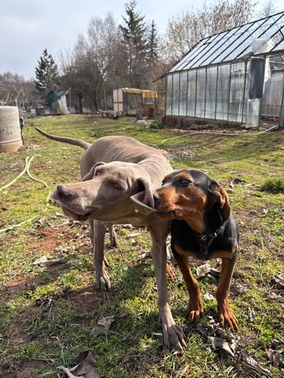 The image captures two dogs interacting outdoors in Begunovtsi, Bulgaria, under bright daylight conditions. In the foreground, a light brown-grey dog, consistent with a Weimaraner, stands facing generally right, with its head turned towards a smaller black and tan dog. The black and tan dog, wearing a dark collar, is positioned to the right of the larger dog and is gently mouthing or tugging the larger dog's ear. Both animals are situated on uneven ground covered by green grass, interspersed with bare soil patches and dry leaves.
The immediate environment features strong sunlight casting distinct shadows. In the mid-ground, to the right, a large greenhouse structure with a glass or clear panel roof and sides is visible, appearing somewhat weathered. Further into the background, a smaller, yellow-roofed shed or enclosure is present. The far background consists of a dense line of deciduous trees, many appearing bare, suggesting a transitional season. On the far left, a grey concrete cylinder or well-like structure is partially visible, with a light-colored hose or cable lying on the ground nearby.