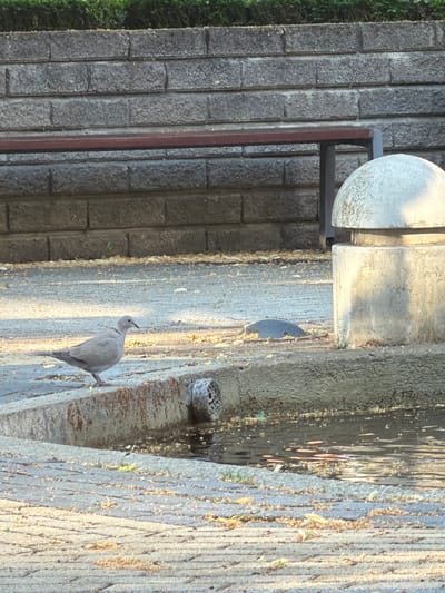 The image depicts a scene with two doves near a water feature. The doves are light grey in color, with one positioned more prominently in the foreground, facing right with its head slightly turned upwards and to the left. The other dove, darker in color, is partially visible further back and to the left, appearing to be pecking at something.
The setting appears to be an outdoor area with a textured, light-colored stone wall or structure on the right side of the frame. Adjacent to this is a shallow body of water, reflecting the sunlight and showing some debris. To the left of the water is a grey, patterned walkway or paving. Further to the left, a dark grey brick wall or structure is visible, with some green foliage at the far left edge of the image. A dark metal railing or support is also present, running vertically in the mid-ground. The overall impression is of a park or garden area.
The lighting suggests it is daytime, with sunlight casting shadows and creating reflections on the water, indicating a relatively clear day. The gentle lighting and the presence of birds suggest a peaceful, natural setting. No people are visible in the image. There is no visible text. The orientation of the image is such that the scene appears sideways.