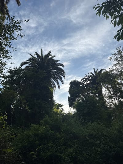 The image shows a low-angle view of two palm trees against a bright, partly cloudy sky. The trees are framed by other trees and foliage, giving the impression of looking up from within a heavily wooded area. The trunks of the palm trees are heavily covered with vegetation. The sky shows a pattern of cirrus clouds with patches of blue. The specific location within Tsanbaikwara, Abkhazia cannot be determined from the image.