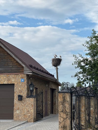 A photograph taken in Sitno, Russia, captures a scene featuring a house with a stone facade and a wooden upper section under a cloudy sky. The house has a dark brown metal roof, a brown garage door, and an ornate black lantern mounted on the stone wall. A blue house number sign, "24", is visible above the garage.
In the middle ground, a large stork's nest sits atop a utility pole. Three storks are perched within the nest. To the right, a portion of a leafy green tree is visible. In the foreground, a decorative black metal gate with stone pillars stands on the right side of the image, partially obscuring a paved walkway leading to the house. The ground is paved with interlocking concrete blocks.