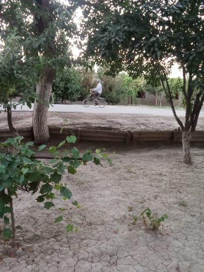 In Karagana, Uzbekistan, a man in a white shirt and light-colored cap rides a bicycle on a paved road. The road is bordered by a dirt path and a low wooden barrier. To the left of the road, a large tree with rough bark stands prominently, with a smaller tree to its left. In the foreground, green foliage from a bush or vine covers a portion of the cracked, dry earth. Trees with dark green leaves are scattered throughout the scene, with the sky visible through their branches, suggesting an outdoor, possibly rural or suburban, setting.