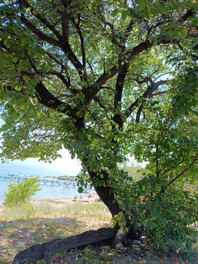 The image depicts a tree with lush green foliage in the foreground, its branches spreading wide. Below the tree, the ground is scattered with numerous small, round, orange fruits, likely apricots, suggesting they have fallen from the tree. In the background, a body of water, appearing to be a lake or sea, stretches out under a clear blue sky. A pier extends into the water, with several small boats docked and a few people visible on and around it. Further along the shoreline, a sandy beach is populated by a few individuals, some appearing to be sunbathing. A thin strip of vegetation separates the beach from the water. The overall scene suggests a tranquil outdoor setting, possibly a park or a recreational area by the water. The mention of the city of Kirpichny, Kyrgyzstan, indicates this location is likely situated near Issyk-Kul Lake, a popular tourist destination.