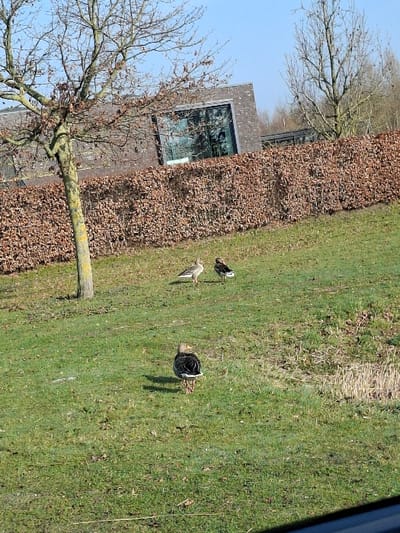 The image displays an outdoor scene in Breda, Netherlands, under a clear blue sky. Three geese are present on a grassy incline. One goose, situated in the immediate foreground, faces away from the camera, exhibiting dark plumage with a distinct white patch on its rear. Two additional geese are positioned further up the slope; they appear lighter in color, possibly grey-brown, and are either standing or slowly traversing the grass.
To the left of the scene, a bare deciduous tree with a light-colored trunk and sparse branches stands on the grassy slope. Behind the geese and the tree, a dense, leafless hedgerow, characterized by reddish-brown foliage, forms a horizontal barrier across the mid-ground. Behind the hedgerow on the left, a modern building constructed from dark brickwork features large, dark-framed reflective windows, indicating contemporary architecture. Another bare deciduous tree is partially visible behind the hedgerow on the right side of the frame. The ground is predominantly covered in green grass, with some areas showing patches of dry, lighter-colored vegetation, particularly on the right in the foreground. No human subjects are visible. The scene is illuminated by direct sunlight, casting subtle shadows.