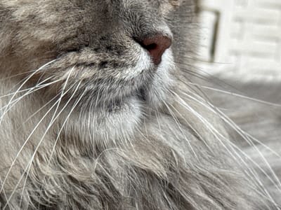 The image is a close-up, high-angle shot of a cat's face, focusing on its nose and whiskers. The cat appears to be light gray with long, white whiskers fanning out from its muzzle. The texture of its fur is visible, appearing soft and fluffy. The cat's nose is a dark reddish-brown color. The background is out of focus and appears to be a light, textured surface, possibly a wall or fabric. There is no indication of the city of Raivka, Ukraine, in the image.