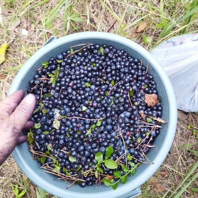 A high-angle, close-up shot shows a large grey bucket filled with blueberries. The bucket is outdoors, surrounded by dry grass and green foliage. A person's hand, stained with the blue pigment of the berries, is visible on the left side of the image, reaching towards the bucket. Some of the blueberries have leaves and small twigs mixed in. In the background, a white plastic bag is partially visible. The scene appears to be in the vicinity of Маласітнянскі сельскі Савет, Belarus, suggesting a rural or natural setting where berry picking might occur.