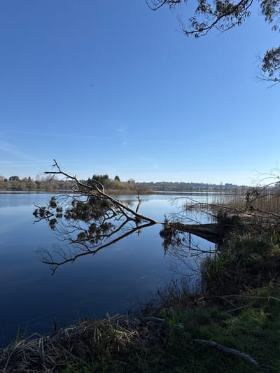 The image presents a static natural scene at a body of water in Mira, Portugal, under a clear, bright blue sky with a faint aircraft contrail visible in the upper mid-section. A large, multi-branched tree, primarily bare, extends diagonally from the right bank into the calm, dark blue water, casting a distinct reflection. Dense, dark green and brown vegetation, including dried reeds, covers the immediate right foreground shoreline. The far bank across the water is lined with tall, golden-brown reeds and a distant treeline, behind which faint residential structures are discernible. A small, treed island or landmass is visible in the distant left-center of the water body. No individuals or animals are present.