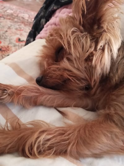 A close-up, indoor image features a small, fluffy dog, likely a terrier breed, sleeping soundly on a pillow. The dog's fur is a mix of reddish-brown and lighter blonde tones, appearing soft and somewhat shaggy. It is curled up in a relaxed position, with its eyes closed and a small, dark nose visible. The dog's paws and tail are also visible, tucked into its body. It rests on a white pillow adorned with subtle light beige stripes. In the soft-focus background, a patterned blanket or rug with muted red, pink, and cream floral designs is visible, alongside glimpses of dark and light pink fabrics, suggesting a cozy, domestic setting within a home in Teykovo, Russia. The overall mood of the scene is peaceful and serene, with the dog appearing comfortable and content. No specific time of day or weather conditions are discernible, and there is no visible text.