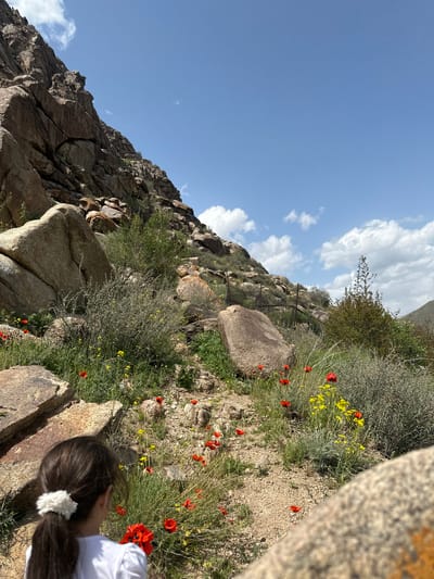 The scene is a landscape in Agarak, Armenia, featuring rocky terrain with sparse vegetation, including yellow and red wildflowers. A girl with brown hair tied in a ponytail with a white hair tie is partially visible in the foreground, wearing a white shirt. The background shows a rocky mountain slope against a partly cloudy sky.