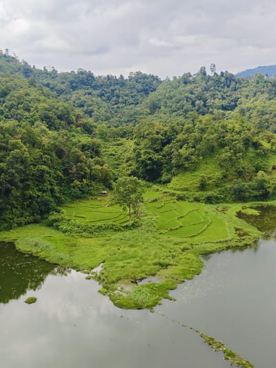 This is a high-angle, wide shot of a terraced rice field nestled within lush green hills and beside a body of water, likely a lake, in Rupakot, Nepal. The rice paddies are vibrant green, neatly carved into the hillside in a series of concentric, semicircular terraces. A small, dark-roofed hut is situated in the middle of the rice field. A single, mature tree stands to the right of the hut, its branches reaching upwards. The surrounding landscape is densely covered with various shades of green foliage, indicating a rich, natural environment. The water's surface is calm, reflecting the overcast sky. The scene captures the rural beauty of the Rupakot region, characterized by its agricultural landscapes and natural topography.