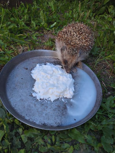 A hedgehog is eating from a shallow metal dish filled with a white, curd-like substance and some milky liquid. The dish is placed on the ground amidst green grass and weeds. The hedgehog is small, with spiny fur, and is positioned with its head down, actively consuming the food. The background consists of natural greenery, suggesting an outdoor setting. The location is specified as Dolzhikovo, Russia.