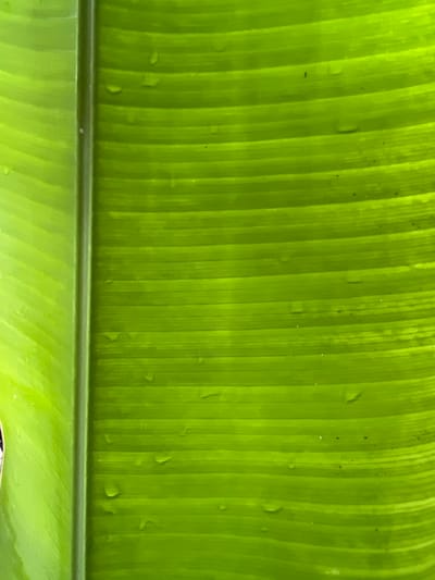 The image shows a close-up of a vibrant green banana leaf. The leaf exhibits parallel veins running vertically across the frame. Small droplets of water are scattered on the surface of the leaf. The bottom part of the image shows another section of the leaf, with a darker green color. The location is Kerobokan, Indonesia. No people, actions, or interactions are visible.