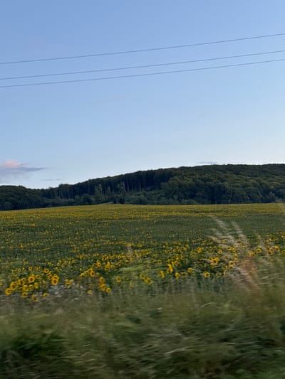 The image shows a vast field of sunflowers under a clear blue sky. In the background, a dense forest covers a rolling hillside. Three thin power lines stretch horizontally across the upper portion of the frame, silhouetted against the sky. The foreground shows tall grasses and some blurry vegetation, indicating movement, possibly from a vehicle. The scene appears to be a rural landscape in or near Lapshyn, Ukraine, characterized by agricultural fields and natural greenery.