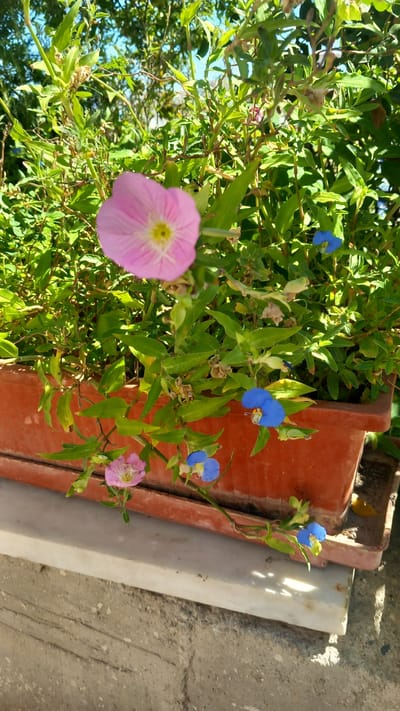 A terra cotta planter filled with green foliage and small flowers, including pink and blue varieties, sits on a light-colored ledge above a textured concrete surface. The planter is partially shaded, with sunlight illuminating some of the leaves and flowers. The scene is outdoors, possibly in a garden or balcony setting, with a blurred background suggesting trees and a bright sky, consistent with a location in Platani, Greece.
