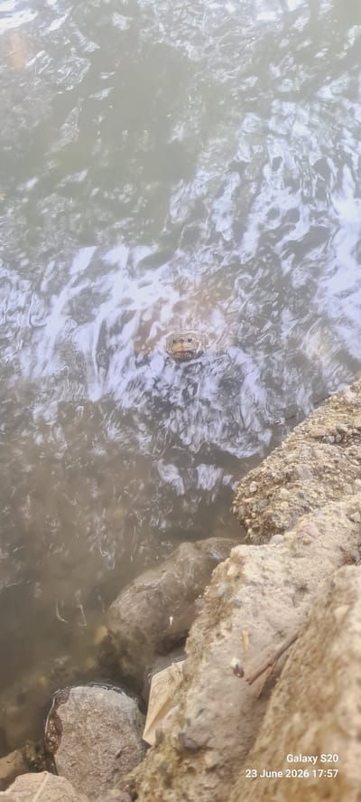 This image shows a close-up, slightly tilted view of murky water near a rocky shoreline. The water has ripples and reflections, suggesting movement. A small turtle's head is visible just above the water's surface, its eyes and snout clearly discernible. The turtle is positioned in the center-left of the frame, peeking out from the water.

The background consists of large, rough rocks, some submerged in the water and others forming the bank. These rocks appear to be part of a natural or man-made structure along a body of water. The overall lighting suggests it is daytime, though the exact time of day is not discernible from the image alone. The weather appears calm, with only gentle ripples on the water.

Visible text in the top right corner reads "Galaxy S20" and "23 June 2026 17:57". This indicates the photograph was taken with a Samsung Galaxy S20 smartphone on June 23, 2026, at 5:57 PM. Given the location context of Ortaca, Turkey, the scene could be a river, lake, or coastal area. The image evokes a sense of nature and a fleeting moment of observing wildlife.
