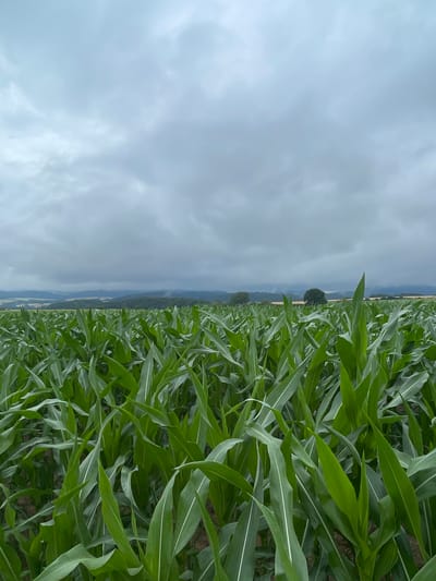 A low-angle, eye-level shot captures a dense field of green corn stalks under a heavily overcast sky. The corn plants fill the foreground and extend into the mid-ground, their broad leaves creating a textured, verdant canopy. In the distance, rolling hills are visible, shrouded in a hazy, muted light, suggesting a backdrop of the German countryside near Immichenhain. The overall atmosphere is somber and subdued due to the dark, cloudy sky and the lack of direct sunlight, hinting at the possibility of impending rain. No people are present in the image.