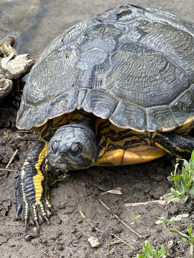 A partially submerged turtle is situated on the edge of a muddy bank near a body of water. The turtle's shell is grayish-brown and textured. Its exposed limbs are yellow with black stripes. The surrounding environment includes mud, vegetation, and sticks. The location is Craiova, Romania.