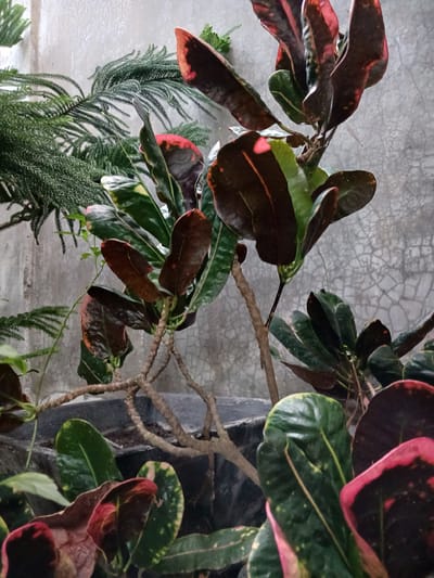 A close-up, eye-level, medium shot captures several potted plants in what appears to be an outdoor setting in Geudonggeudong, Indonesia. The primary focus is a croton plant with broad, leathery leaves displaying vibrant hues of deep red, dark green, and yellow variegation. The plant's stems are thin and woody, with some branches visible. To the left of the croton, a portion of a coniferous plant, possibly a Norfolk Island pine, is present, characterized by its delicate, feathery green foliage. In the background, a textured, light gray concrete wall with faint crack patterns serves as a backdrop, suggesting an urban or semi-urban environment. The lighting is diffused, creating soft shadows and highlighting the plants' textures and colors. The scene is static, with no human presence or activity observed.