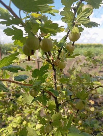 The media file is a photograph of gooseberries growing on a bush. The image is taken at an upward angle, showing the berries and leaves against a bright blue sky with some clouds. The gooseberries are round and light green, with some appearing translucent due to the sunlight shining through them. They are clustered on branches alongside vibrant green leaves, some of which have a lobed shape typical of gooseberry plants. The background is slightly blurred, with hints of other foliage and a distant field, suggesting an outdoor, natural setting. The lighting indicates it is daytime, likely a sunny day, given the bright sky and highlights on the berries. The overall impression is one of fresh, ripe fruit on a plant. The image appears to be taken in Keleberdivka, Ukraine.