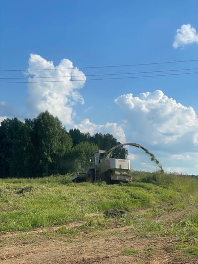 In the rural outskirts of Bormist, Russia, a Claas forage harvester is actively engaged in cutting and processing grass in a sunlit field under a bright blue sky dotted with fluffy white clouds. The agricultural machinery, emblazoned with the "CLAAS" logo, is positioned in the middle ground, with its chute elevated and dispersing a stream of cut vegetation. The foreground features a dirt track leading into the field, partially overgrown with grass. Behind the harvester, a dense line of green trees forms the edge of the field, suggesting a forested area. The overall environment is agrarian, characterized by open fields, vegetation, and agricultural activity.