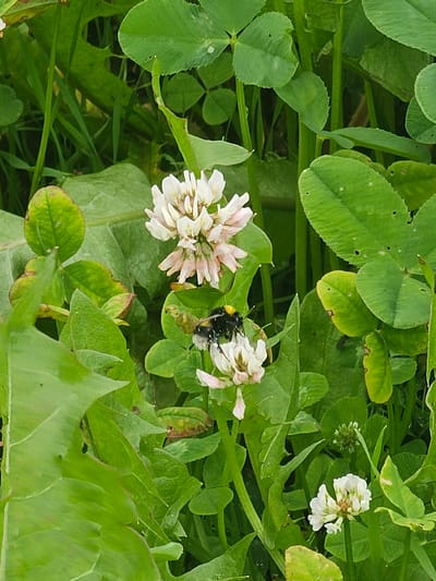 The image shows a close-up view of a bumblebee on a white clover flower. The bumblebee is black and yellow and appears to be covered in pollen. The clover flower is in full bloom, with delicate white petals. The background is filled with lush green clover leaves and other foliage, suggesting a natural outdoor setting. The lighting is soft and diffused, indicating it might be a cloudy day or early morning/late evening. No specific location in Mäntsälä, Finland can be determined from the image itself.