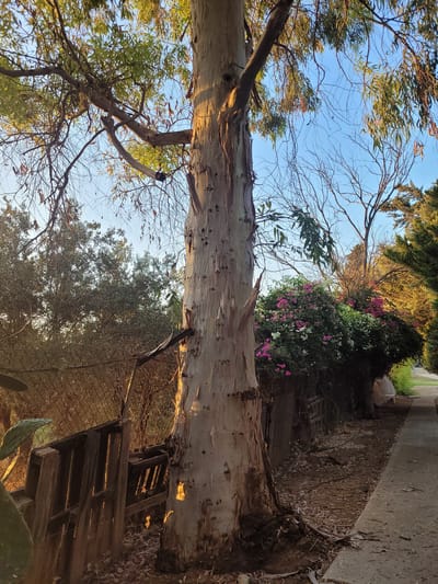 The image depicts a scene in Tserkezoi, Cyprus, featuring a prominent, mature eucalyptus tree with peeling bark in the foreground. To the left of the tree, a chain-link fence is visible, partially obscured by fallen leaves and some wooden debris, including what appears to be a broken pallet. Beyond the fence, dense foliage and trees form a backdrop. To the right of the eucalyptus tree, a pathway runs alongside a fence, beyond which is a vibrant patch of flowering bougainvillea bushes displaying pink and white blooms. Further to the right, evergreen trees line the pathway, their foliage catching the warm, golden light of what appears to be late afternoon or early morning sun. The ground is covered with dry leaves and debris. The sky is clear and blue. No people are visible in the frame.
