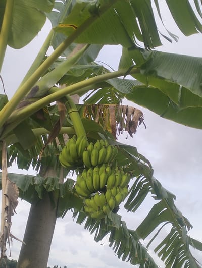 A low-angle, medium shot captures a cluster of green bananas hanging from a banana tree, set against an overcast sky. The bananas are clustered together and appear to be in an unripe state. Large, green banana leaves dominate the foreground and frame the shot, some appearing tattered and dried at the edges. The trunk of the banana tree is visible in the lower left portion of the image, appearing thick and textured. The background is a pale sky with visible clouds, suggesting an outdoor setting. The image is located in Cotentung, Indonesia.