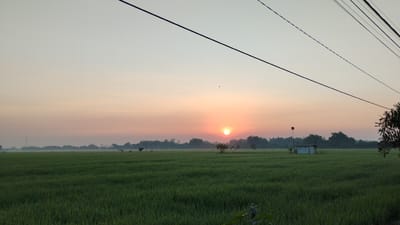 A serene sunrise paints the sky in soft hues of orange and pink over a vast, green rice paddy field in Sumberejo, Indonesia. The sun, a radiant orb, hangs low on the horizon, casting a warm glow that diffuses through a light mist blanketing the distant treeline. In the mid-ground, a small, white building with a dark roof stands near a cluster of trees, a solitary structure in the expansive landscape. The foreground is dominated by the lush green of the rice plants, their tips catching the faint morning light. Several dark power lines traverse the upper portion of the frame, creating a linear contrast against the soft sky. No people are visible in the scene. The overall atmosphere is one of peaceful tranquility and the quiet beauty of rural dawn.