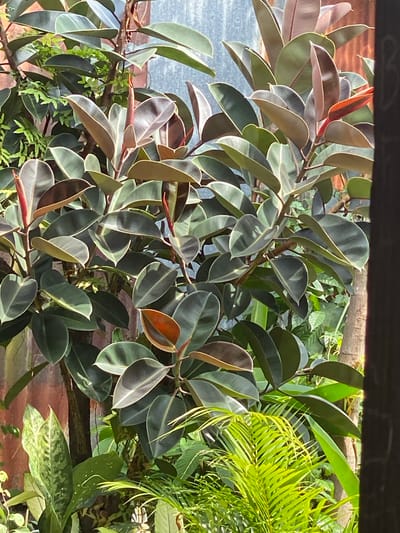 A medium shot captures a cluster of lush green and maroon foliage, predominantly a rubber plant, set against a textured, corrugated metal background. The lighting suggests it is daytime, with sunlight casting shadows and highlighting the glossy leaves of the rubber plant. In the foreground, feathery green palm fronds are visible, adding to the dense tropical plant life. The setting appears to be an outdoor area, possibly a garden or a courtyard, given the presence of various plants and a rough, weathered wall. The composition is framed by a dark, vertical element on the right side of the image, which could be a wooden post or a window frame, partially obscuring the scene. The overall impression is one of vibrant, natural growth within an urban or semi-urban environment. This scene could be found in a residential yard, a public park, or along a pathway in Banjarmasin, Indonesia, known for its humid climate that supports such abundant plant life.