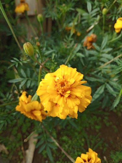 This image captures a close-up, eye-level perspective of a cluster of marigold flowers and foliage, located in Zowieta, Liberia. The primary subject is a vibrant yellow marigold, centrally positioned and sharply in focus. This flower displays numerous layered, bright yellow petals surrounding a dense, slightly darker orange-yellow disc florets center, which exhibits faint reddish-brown speckles. Small water droplets are visible on the petals of this main flower.
To the immediate lower left, a second, less distinct yellow marigold flower is present, out of focus. Above the main flower and slightly to the left, a singular green marigold bud, elongated and closed, is visible on a thin stem. The background consists predominantly of blurred, rich green foliage with the characteristic deeply lobed leaves of marigolds. Within this soft background, several other yellow marigold flowers and buds are discernible, including a withered, brownish flower in the upper right portion of the frame. A partial view of another yellow marigold, showing a darker reddish-brown center, is present in the lower right corner, also out of focus. The ground beneath the plants appears as dark, moist soil with scattered, blurred green vegetation. A faint, vertical light-colored object is barely visible in the deeply blurred background, possibly a structural element or stake. Natural light illuminates the scene, casting subtle highlights on the flowers and foliage.