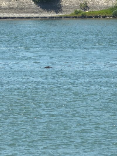 This is an aerial, vertical, close-up shot of a body of water, possibly a river or canal, with a paved embankment on the left. The water is a light blue-green with small ripples and occasional glints of sunlight reflecting off the surface. Near the center of the frame, a dark object is visible in the water, appearing to be an animal, possibly a seal or a large fish, with its head and part of its body submerged. The embankment is made of light-colored stone or concrete blocks, with patches of green grass growing along its edge. There are no visible people or man-made objects in the water. The scene suggests a natural or semi-natural environment, possibly a park or a waterway within a town. The lighting indicates it is daytime, likely sunny due to the reflections on the water. The overall impression is one of a peaceful, natural scene with a hint of wildlife activity. The location context suggests this might be a canal or river in Arles, France.