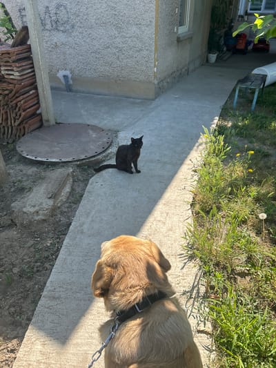 In Belene, Bulgaria, a golden-colored dog wearing a black collar and chain is on a concrete path, facing away from the camera. To the left of the dog, a black cat is visible sitting on the same path. The surrounding environment includes a rough-textured wall of a building, a stack of red tiles, a circular metal plate embedded in the ground, and an area of overgrown green grass with yellow wildflowers and a dandelion seed head. Sunlight casts shadows across the scene.