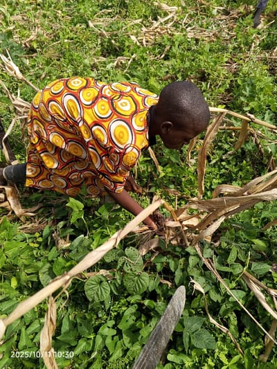 An individual is depicted in a bent-over posture within an agricultural field located in Kamantan, Nigeria. The person, with dark skin and short-cropped hair, is wearing a yellow garment patterned with red and black concentric circles. Their hands are actively engaged with the vegetation, which consists of dense green broad-leafed plants, some showing insect damage, interspersed with dried maize stalks and husks. A wooden tool, possibly a machete handle, is partially visible in the lower right foreground. The timestamp "2025/10/11 10:30" is present in the lower-left corner.