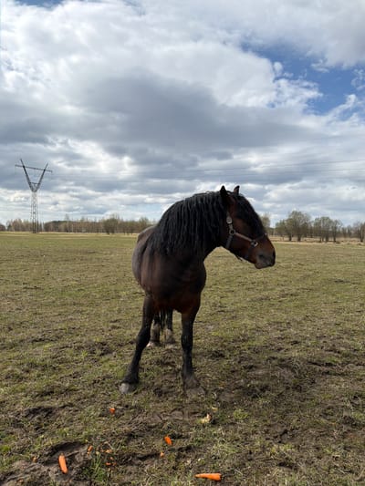A brown horse with a thick, dark mane stands in a grassy field. The horse is wearing a halter. Scattered carrots are on the ground near the horse's legs. Overhead power lines and a transmission tower are visible in the distance, under a sky with scattered clouds. Based on the request, the scene is located in the city of Пролетарский, Russia.