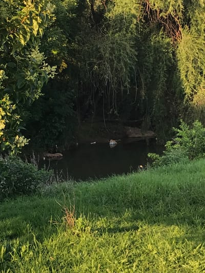The image displays an outdoor, natural scene, likely a narrow waterway or ditch bordered by dense vegetation. When viewed with the correct orientation (rotated 90 degrees counter-clockwise), a dark, reflective body of water runs horizontally across the middle ground.
Within the water, several pieces of debris are visible. Towards the center-left, a distinct white, triangular object floats, possibly a piece of plastic or a container, with some darker markings. Closer to the foreground on the water, an elongated white object, likely another piece of debris, is present. Further back along the waterway, partially obscured by the trees on the left bank, a dark, thick object resembling a log or tree stump rests in or beside the water.
The left bank of the waterway is densely vegetated with various dark green trees and bushes. In the immediate foreground on this side, there are lighter green plants with small, creamy white flowers or buds, indicating a flowering season. The right bank is characterized by a thick, vibrant strip of tall, dense green grass or reeds, which forms a solid wall of foliage contrasting with the dark water.
The scene is well-lit by direct sunlight, which illuminates portions of the vegetation, particularly the tops of the trees and the strip of grass, suggesting either late afternoon or early morning light. Shadows are cast, indicating clear, sunny weather. No people, animals, or discernible text are visible in the image. The setting, given the Germiston, South Africa context, suggests a natural or semi-natural area, perhaps a part of a park, reserve, or a natural drainage channel within the region. The overall impression is one of a tranquil, natural environment with some signs of human presence through the debris in the water.