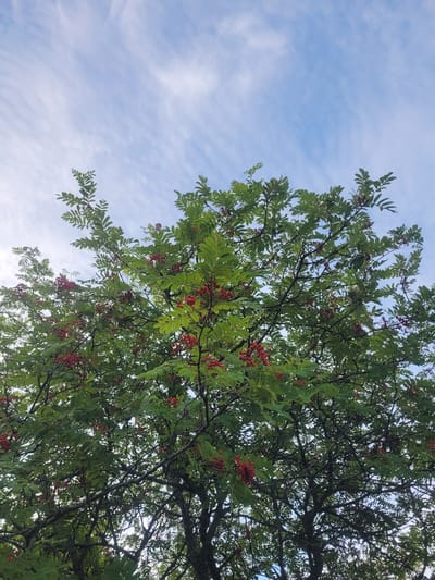 The image shows a close-up view of a rowan tree with bright red berries against a light blue sky with wispy clouds. The branches are thick and dark, with clusters of green leaves and red berries. The perspective is from below, looking up into the tree. The image was taken in Gävle, Sweden, during the daytime. No people or animals are visible in the frame.