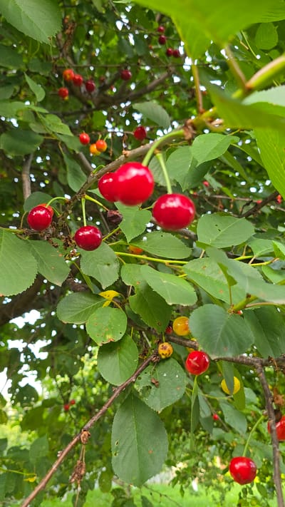 This media file depicts a close-up, upward-angled view of a cherry tree in Alkhazurovo, Russia. The primary subjects are ripe red cherries and green leaves, clustered on branches against a softly blurred background of more foliage and dappled sunlight, suggesting a bright, possibly midday, scene. Several cherries are prominently featured in the foreground, appearing plump and glossy, with some showing hints of yellow, indicating a stage of ripening. Other cherries are smaller and more distant, creating a sense of depth. The leaves are a vibrant green, some with minor imperfections like small holes or blemishes, adding to the naturalistic portrayal. The branches are slender and brown, with some appearing rougher and darker, hinting at maturity. The overall impression is one of a healthy, fruit-bearing tree, likely in the late spring or summer season. There is no visible text.
